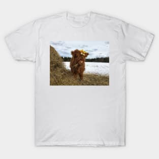 Scottish Highland Cattle Calf 1720 T-Shirt